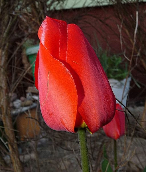 Rośliny, Ogródkowe tulipany