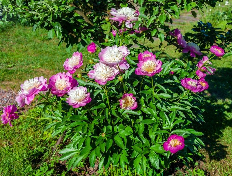 Warto zadbać o piwonie przed zimą, aby w przyszłym roku jeszcze lepiej kwitły.