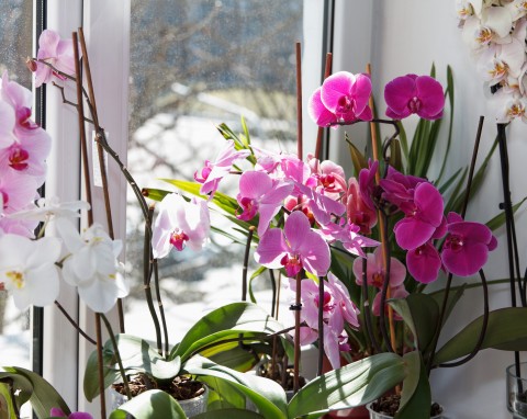 Jak sprawić, by storczyki zaczęły kwitnąć? Gwarantujemy, że te sposoby działają