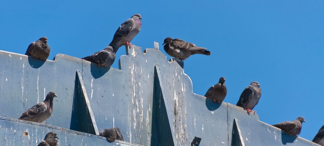 Jak walczyć z gołębiami na balkonie?