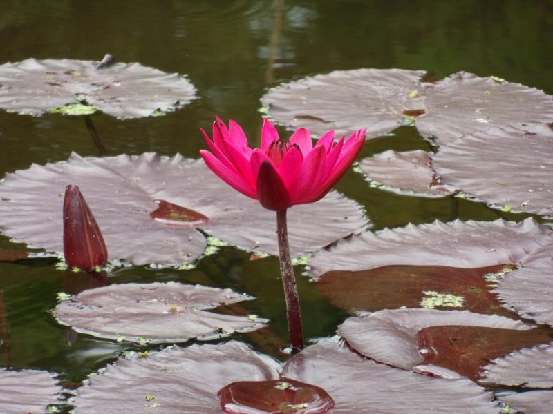 Pozostałe, Ogrod botaniczny