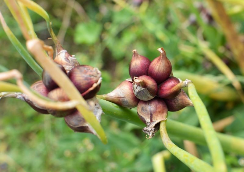 Uprawiając cebulę egipską, nie zapominajmy o jej podlewaniu.