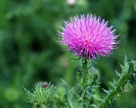 Ostrożeń polny (Cirsium arvense)