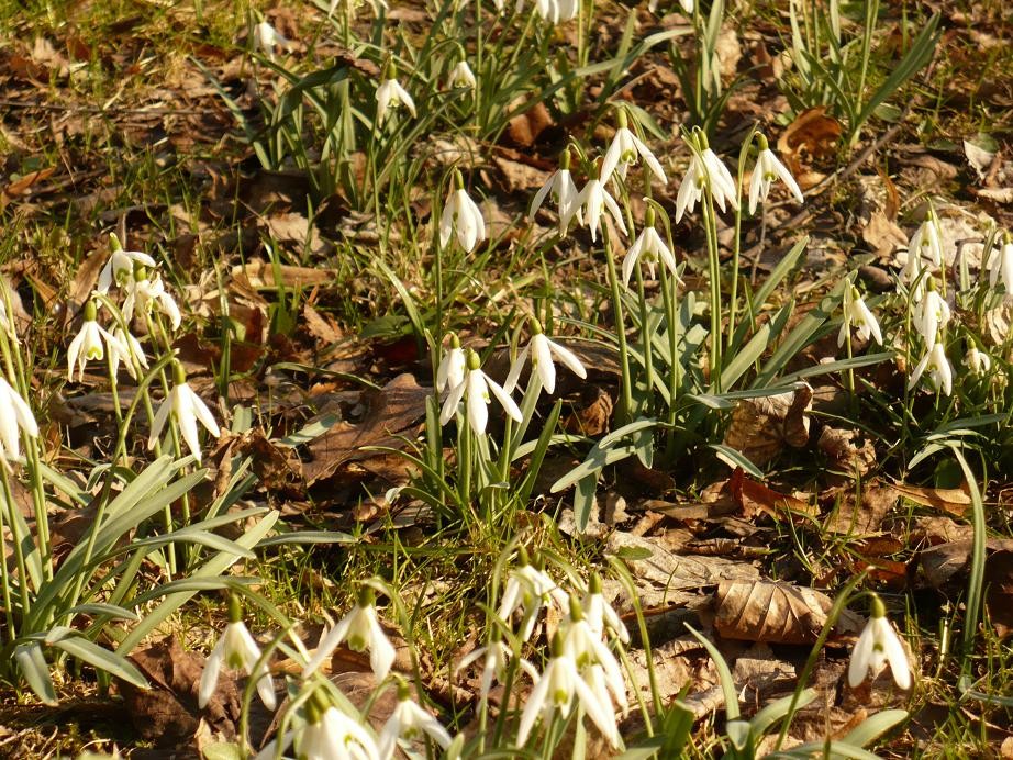 Pozostałe, Przebiśnieg.......... - ............tworzą przepiękne dywany białego kwiecia............