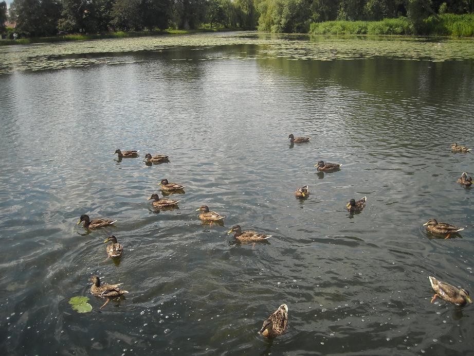 Pozostałe, Lipcowa galeria ..............niebieska............ - ..............i kaczki na stawku..........