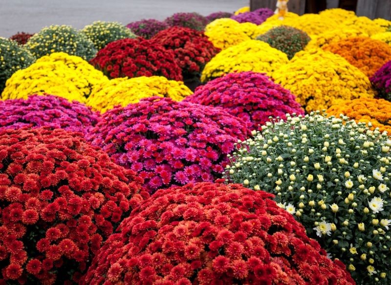 chryzantemy