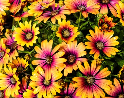 Osteospermum (Osteospermum)