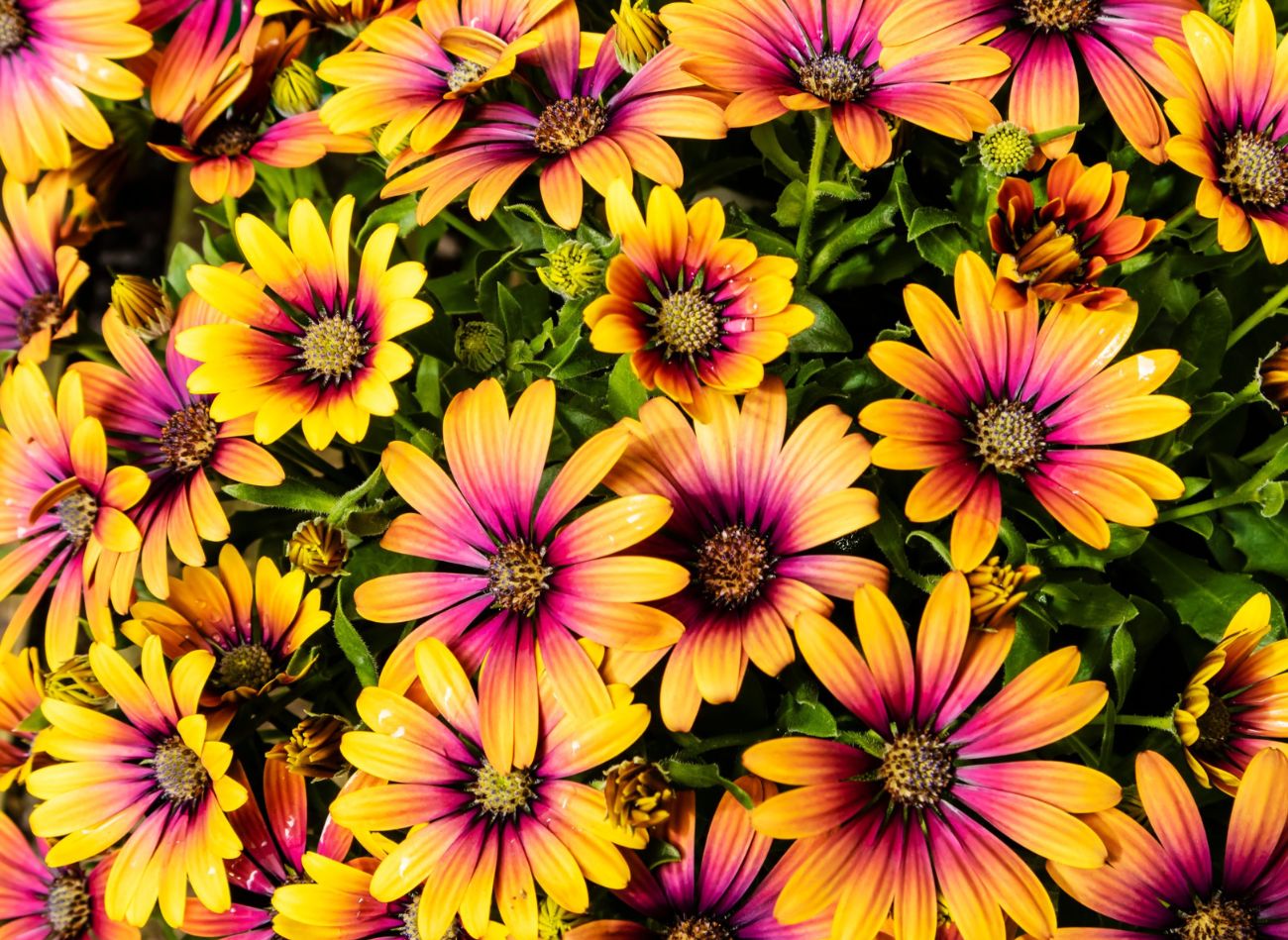 Osteospermum (Osteospermum) uprawa, pielęgnacja, stanowisko