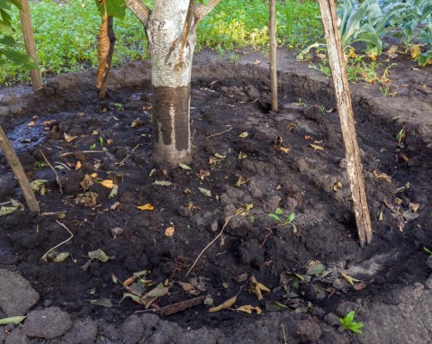 Ze starej ziemi z donic zrobisz porządną, żywą glebę. Zastosowań będzie miała wiele