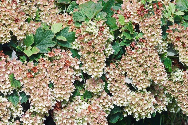 Hortensja dębolistna (Hydrangea quercifolia) zachwyca nie tylko kwiatami, ale również liśćmi.