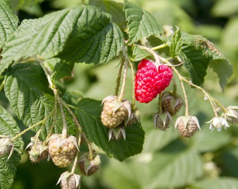 Malina właściwa (Rubus idaeus)