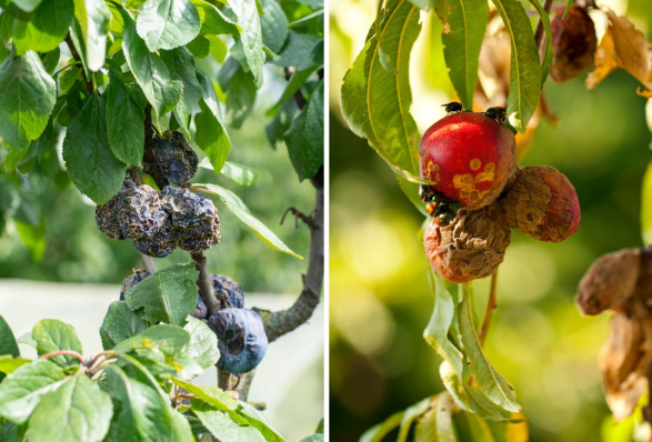 Brunatna zgnilizna drzew pestkowych