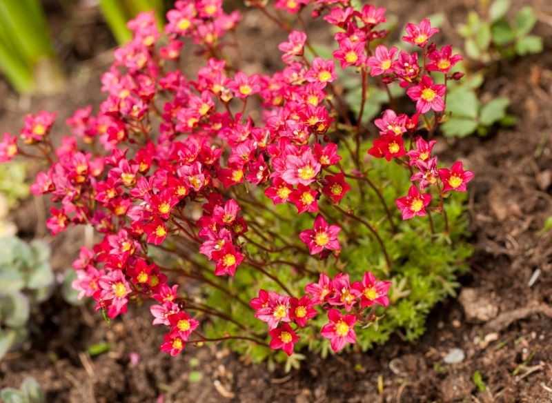 Skalnica Arendsa może rosnąć na słonecznym lub półcienistym stanowisku.