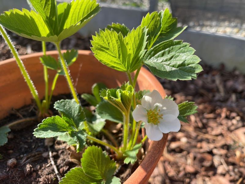 W dobrym sąsiedztwie truskawki rzadziej chorują.