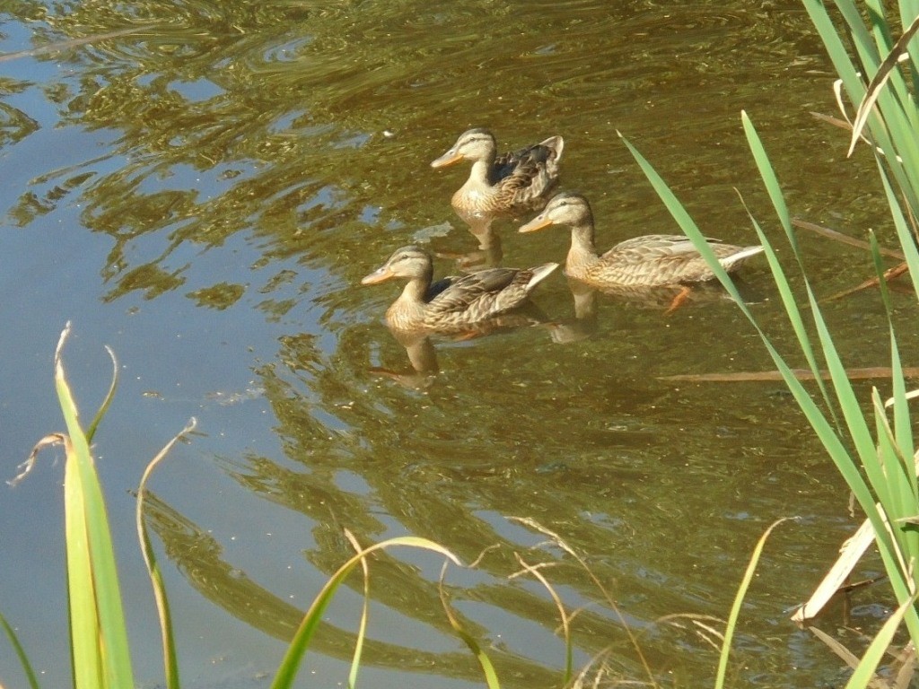 Pozostałe, NATURA w PEŁNEJ  KRASIE - Park Mickiewicza