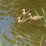 Pozostałe, NATURA w PEŁNEJ  KRASIE - Park Mickiewicza