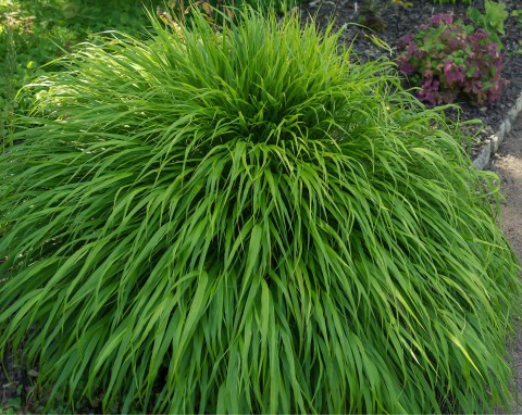 Hakonechloa smukła (Hakonechloa macra)