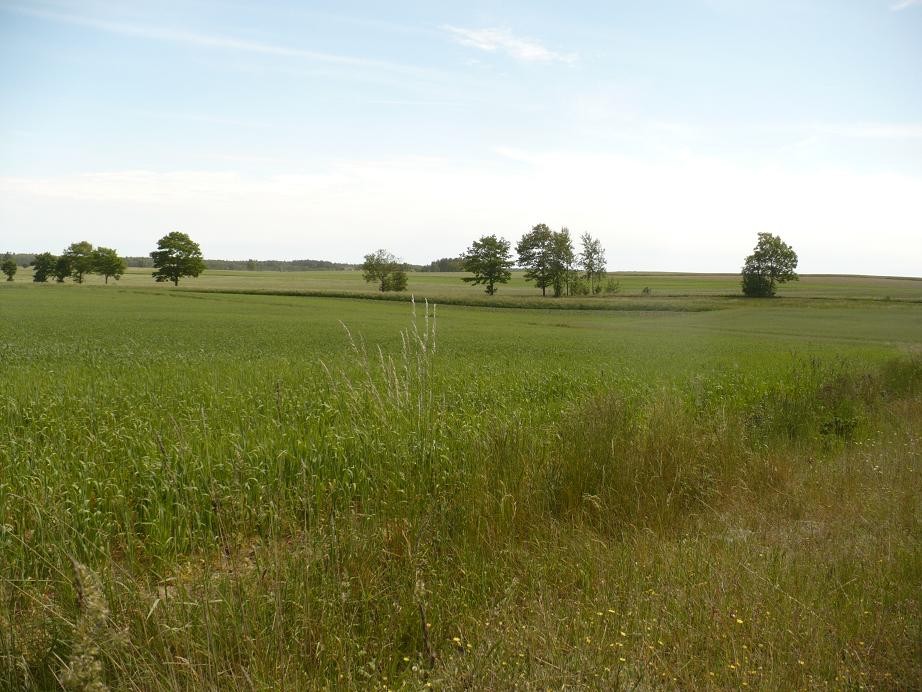 Ogród, Letnie fotki............. - ...............i wiejskie klimaty............