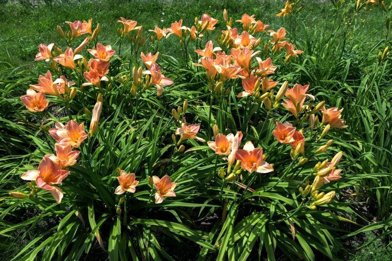 Kwitnienie liliowców można przedłużyć.