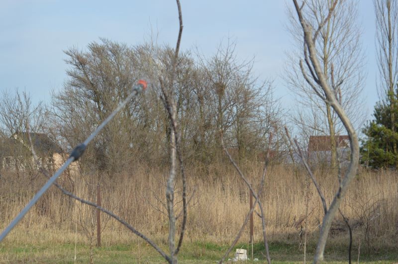 Oprysk preparatem miedziowym chroni zwalcza u drzew choroby bakteryjne oraz grzybowe.