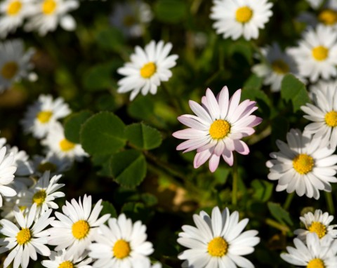 Stokrotka pospolita (Bellis perennis)