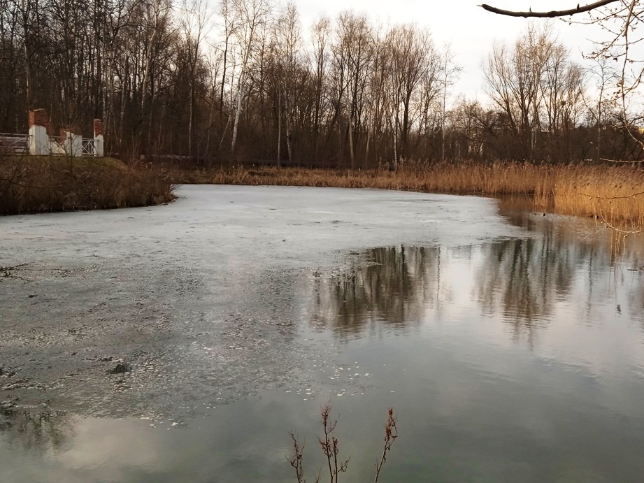 Pozostałe, PTACTWO WODNE W PARKU