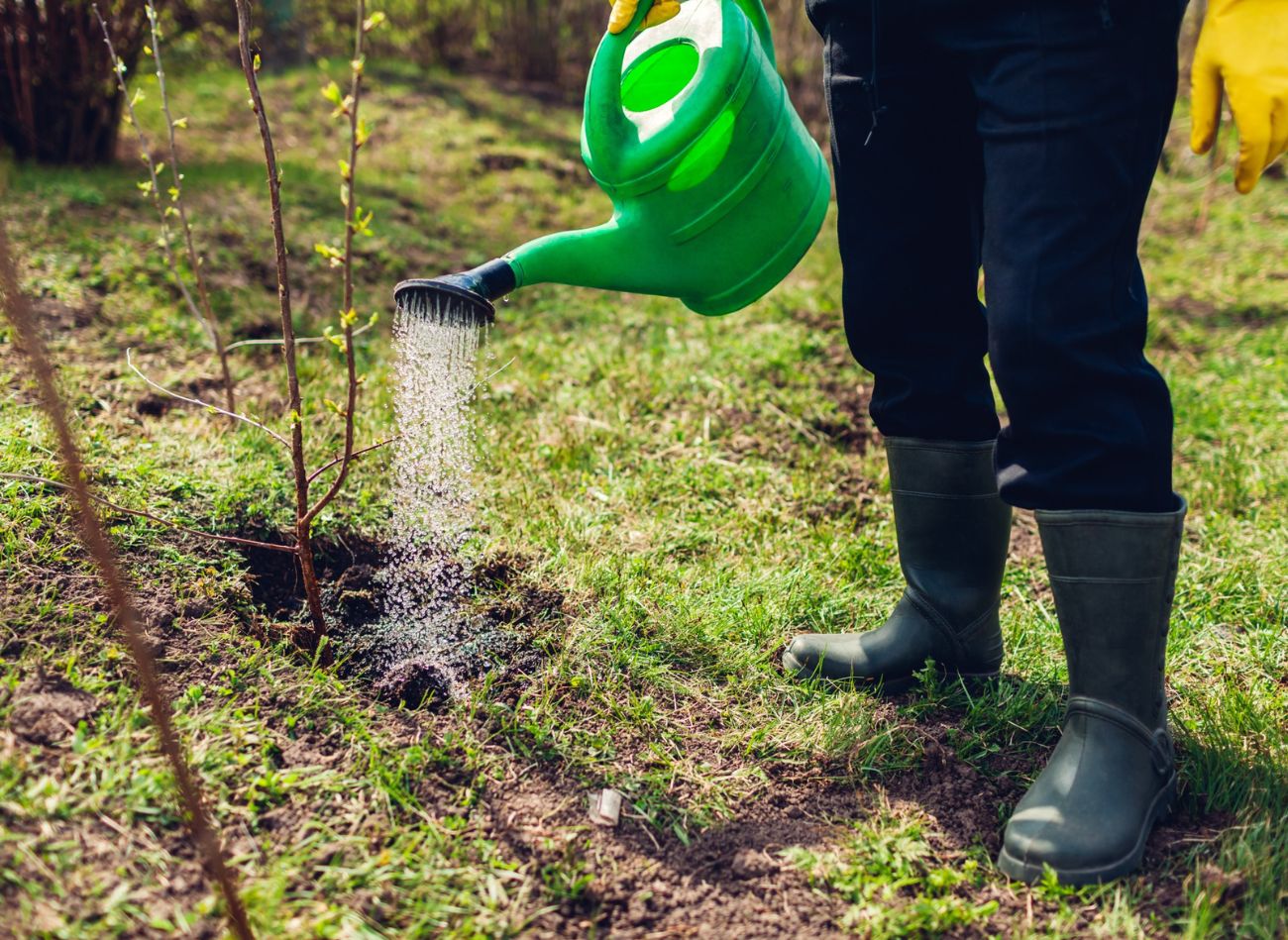  Lubią ją borówki i hortensje. Prosty, domowy sposób na zakwaszenie gleby