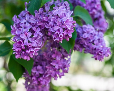 Masz bez w ogrodzie? Pamiętaj o tym zimą, a rozkwitnie jak nigdy wcześniej