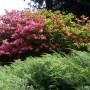 Pozostałe, Zakwitly rozaneczniki i azalie w arboretum