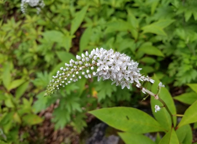 jak uprawiać tojeść orszelinową