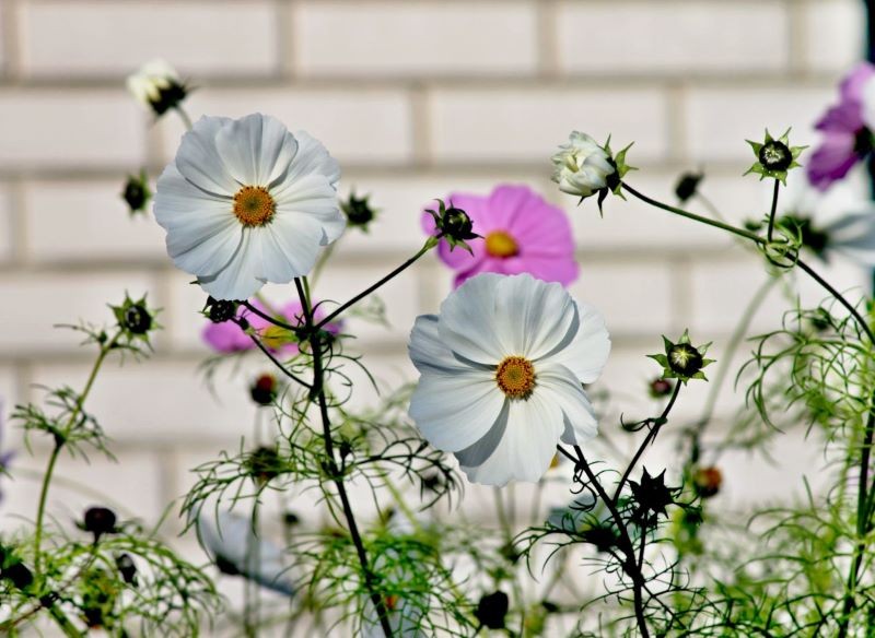 Kosmosy to kwiaty, których nasiona możemy wysiewać bezpośrednio na grządki.