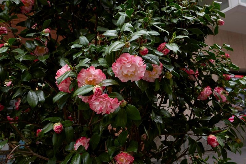 Kamelia japońska jest trudna w uprawie, dlatego poleca się ją głównie doświadczonym ogrodnikom.