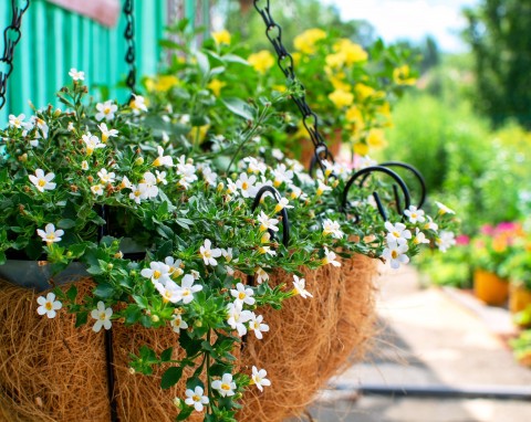 Zdobi balkony gąszczem drobnych kwiatów. Jak pielęgnować bakopę, by obficie kwitła?