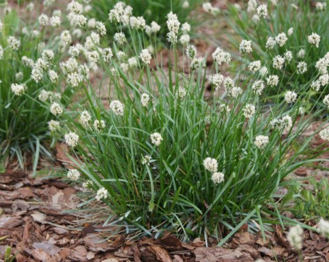 Sesleria błękitna (Sesleria caerulea)