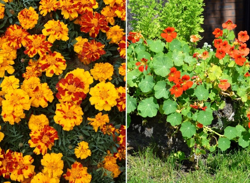 rośliny fitosanitarne