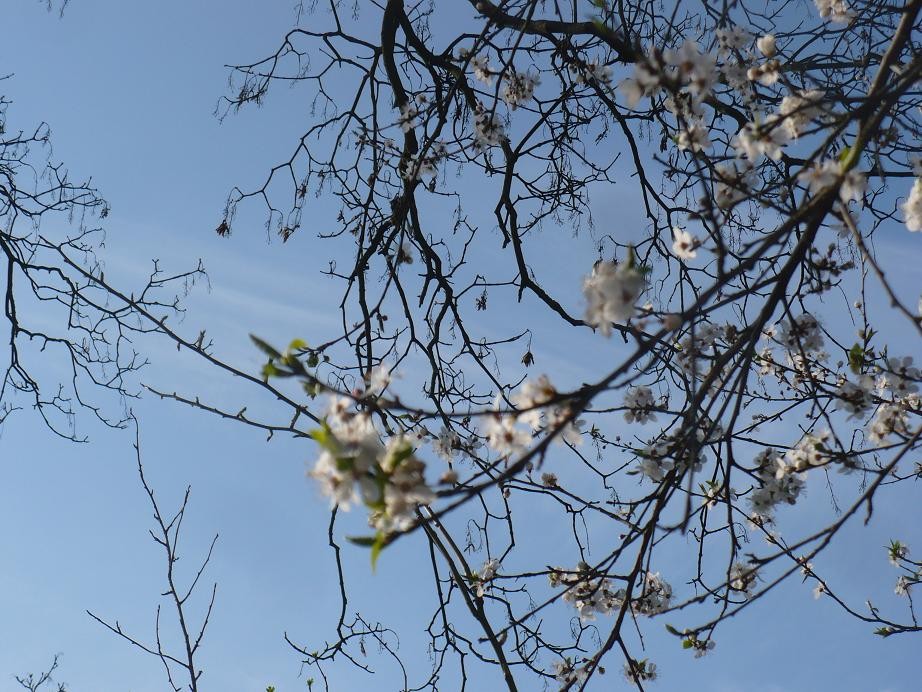 Pozostałe, Wiosenne radości  ................. - ...............wiosna...........