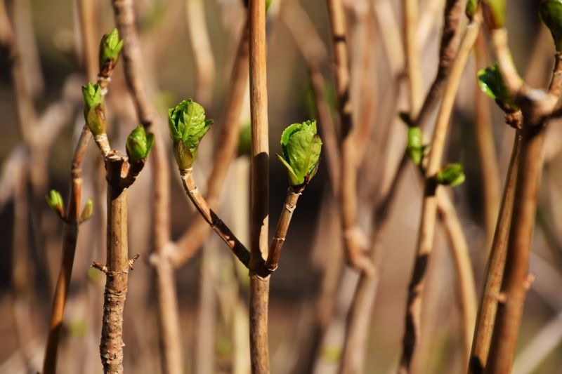 Odpowiednie nawożenie pobudzi hortensję do wzrostu, a następnie bujnego kwitnienia. Fot. tamu1500/123RF.com