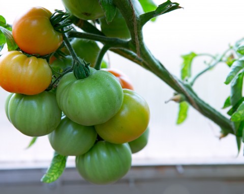 Czym nawozić pomidory w lipcu? Stosuj zamiennie te odżywki, będzie dużo zdrowych owoców