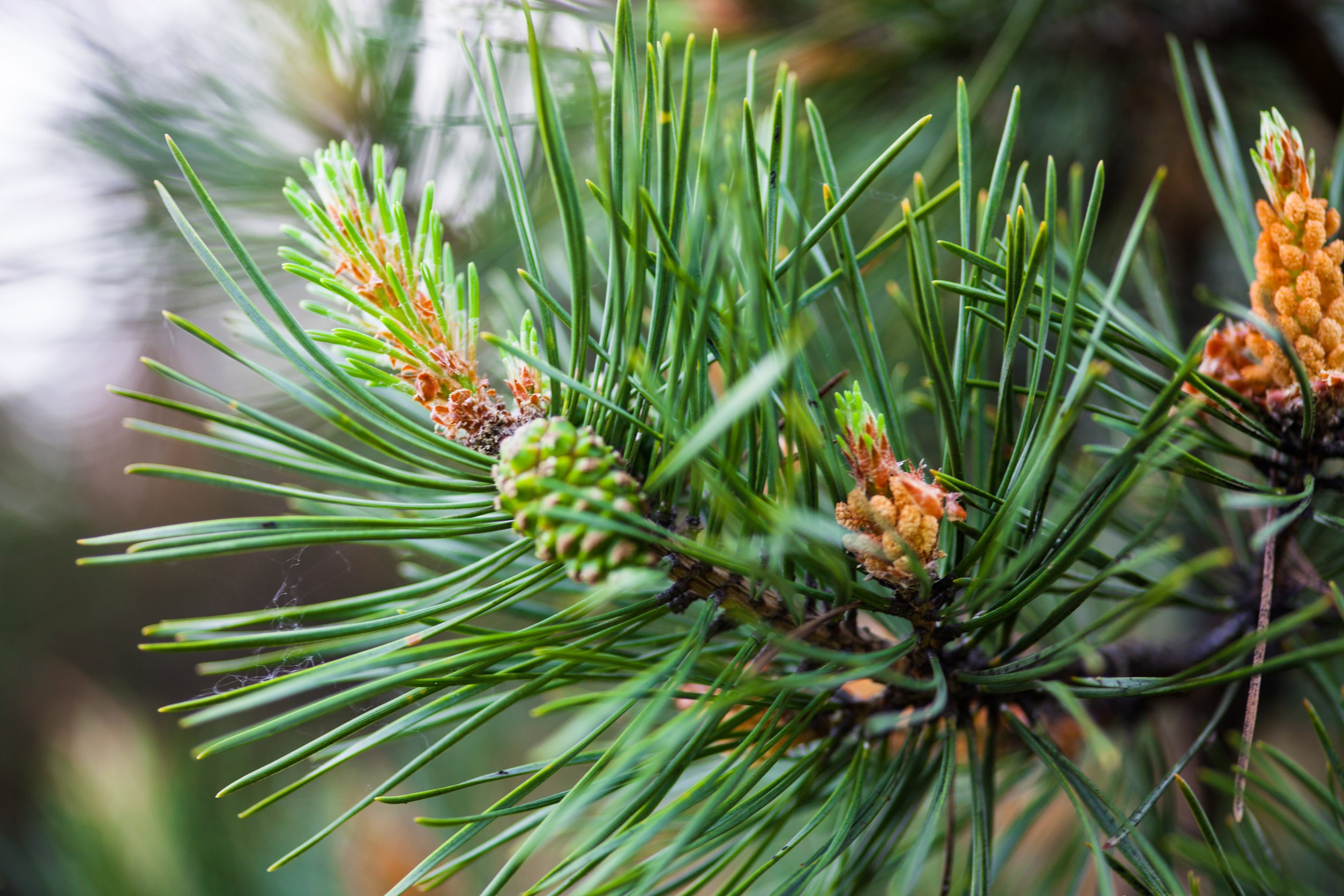 Молодые женские шишки. Pinus Sylvestris шишки. Микростробилы сосны обыкновенной. Pinus Sylvestris шишка. Pinus Sylvestris почки.