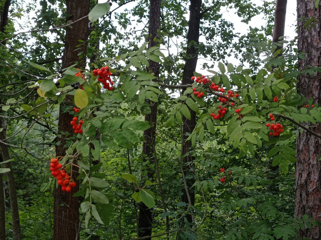 Rośliny, Leśne zacisze