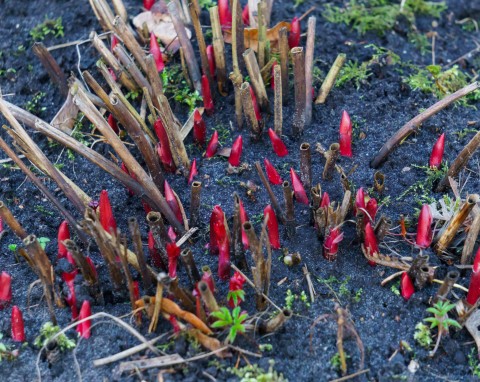 Jak zadbać o piwonie w zimie? Młode krzewy nie przetrwają mrozów bez pomocy