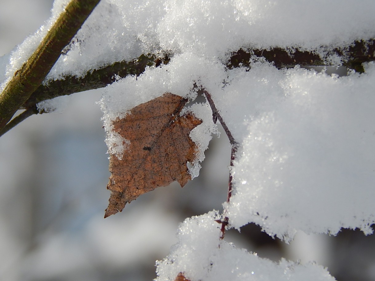 Leśne klimaty, ZIMOWA BAJKA  :)