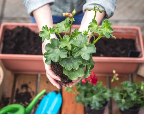 Jak rozmnażać pelargonie latem? Oto najważniejsze zasady