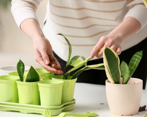 Prosty sposób na rozmnażanie wężownicy. Będziesz mieć dużo zdrowych sadzonek