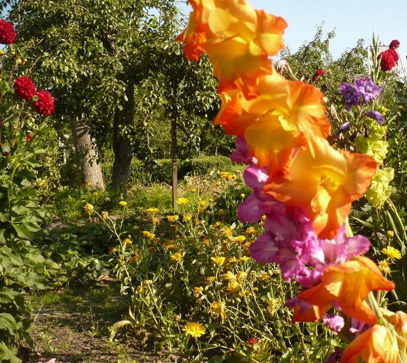 Pozostałe, Gladiole............i pałacowe fotki......... - ............i gladiole w tęczowych kolorach...........