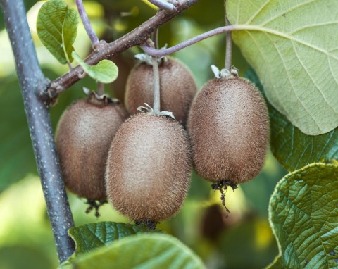 Owoc z Nowej Zelandii, którego prawdziwa nazwa może was zaskoczyć