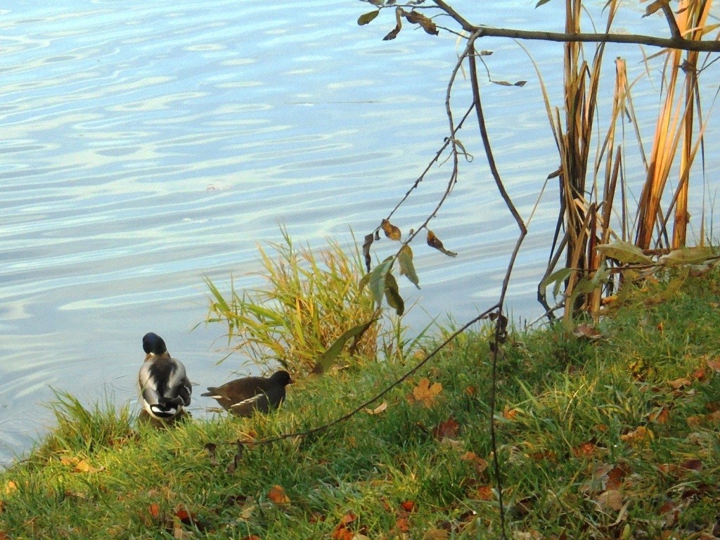 Rośliny, JESIEŃ  LŚNI  ZŁOCIŚCIE - Park Kachla Bytom