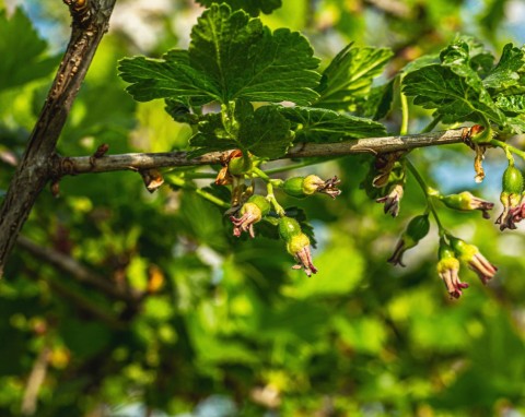 Rośliny, które warto sadzić obok porzeczek. Chronią i podwajają plony