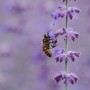 Ogród, Pożyteczne pszczoły