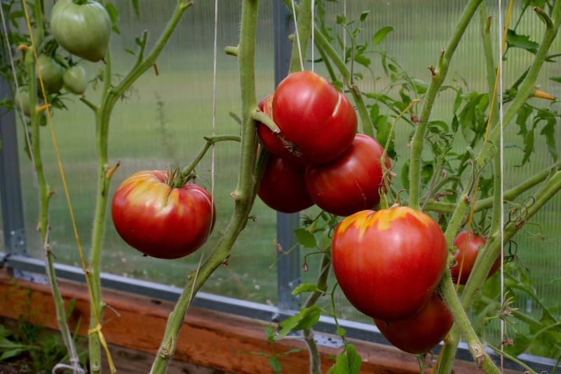 Ogławianie przyspiesza dojrzewanie pomidorów.